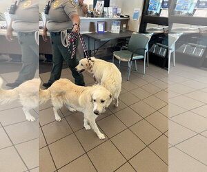Golden Retriever-Unknown Mix Dogs for adoption in San Diego, CA, USA