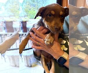 Mutt Dogs for adoption in Chama, NM, USA