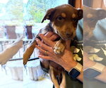 Small Photo #1  Puppy For Sale in , 