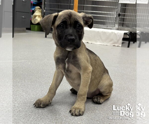 Medium Photo #2 Mutt Puppy For Sale in Washington, DC, USA