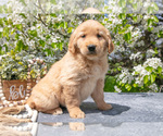 Puppy Lyric Golden Retriever