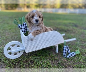 Maltese-Poodle (Toy) Mix Puppy for sale in LITHIA, FL, USA