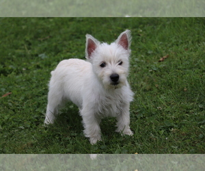 West Highland White Terrier Puppy for sale in SHILOH, OH, USA