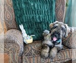 Puppy Bentley Schnauzer (Giant)