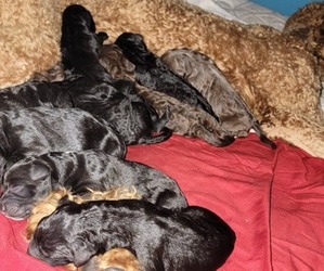 Bernedoodle Litter for sale in WEST SALEM, IL, USA