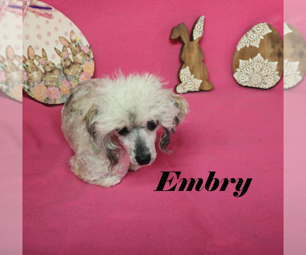 Medium Photo #18 Poodle (Miniature) Puppy For Sale in CHANUTE, KS, USA