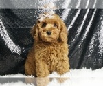 Puppy Sunshine AKC Poodle (Miniature)