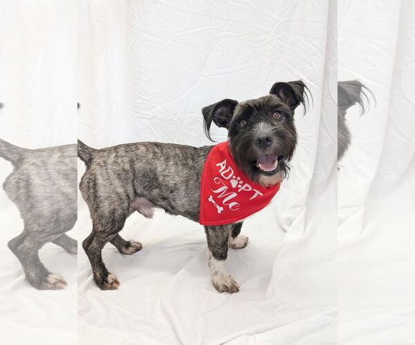 Medium Photo #4 Mutt Puppy For Sale in Pottstown, PA, USA