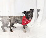 Small #3 Mutt