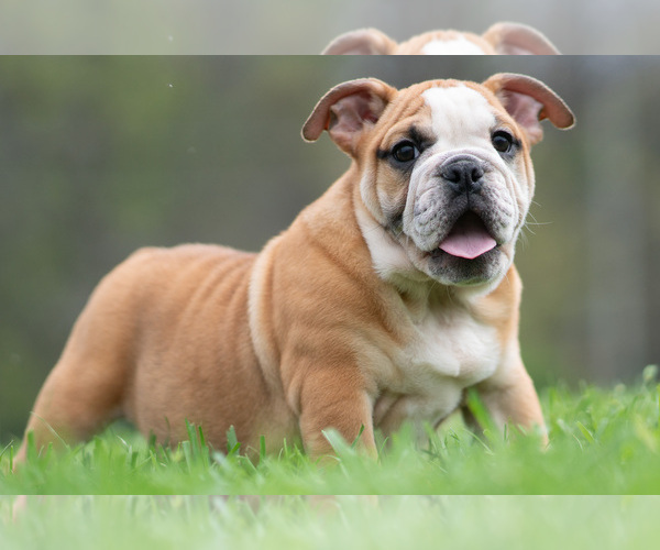Medium Photo #13 Bulldog Puppy For Sale in WARSAW, IN, USA