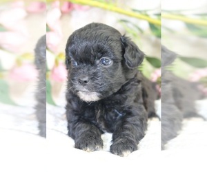 Shih-Poo-ShihPoo Mix Puppy for sale in Toronto, Ontario, Canada