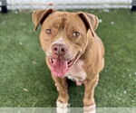 Small #2 American Pit Bull Terrier Mix