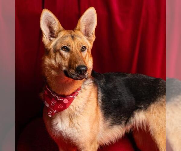 Medium Photo #1 German Shepherd Dog Puppy For Sale in Camarillo, CA, USA