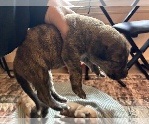 Medium Photo #7 Australian Shepherd-Plott Hound Mix Puppy For Sale in Mount Airy, NC, USA