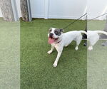 Small #16 American Pit Bull Terrier
