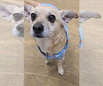 Small #2 Pembroke Welsh Corgi Mix