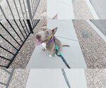 Small #3 American Pit Bull Terrier-German Shepherd Dog Mix