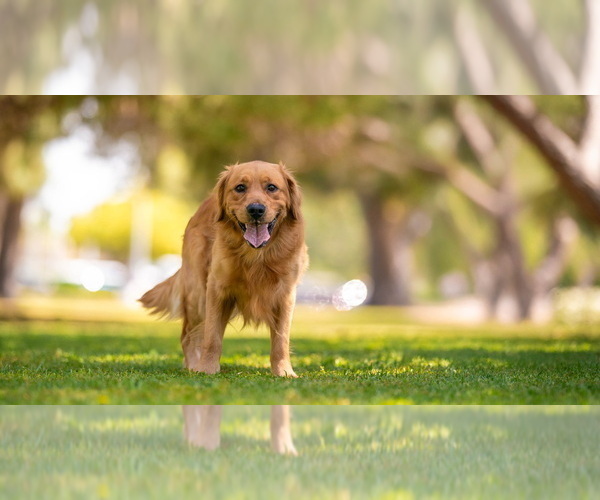 Medium Photo #1 Golden Retriever Puppy For Sale in LOS ANGELES, CA, USA