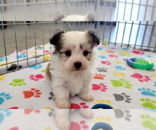 Medium Photo #8 Papitese Puppy For Sale in ORO VALLEY, AZ, USA
