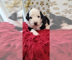 Bernedoodle (Miniature) Puppy for Sale in LAKE CITY, Florida USA