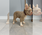 Small French Bulldog