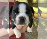 Small Photo #2 Boston Terrier Puppy For Sale in EATONVILLE, WA, USA