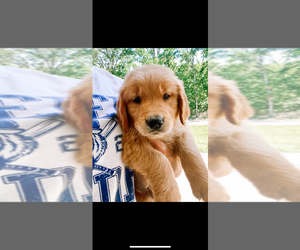 Golden Retriever Puppy for sale in SALEM, MO, USA