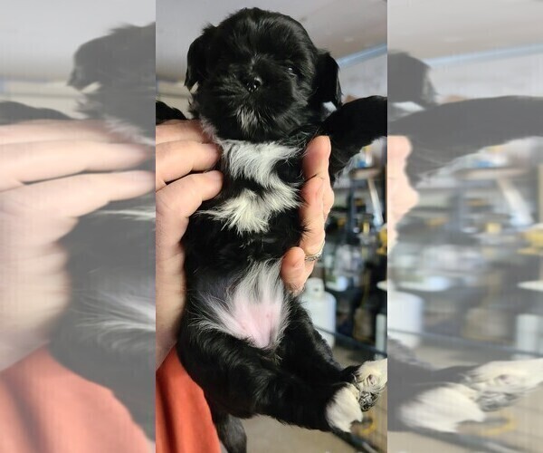Medium Photo #2 Shih Tzu Puppy For Sale in FLORENCE, OR, USA