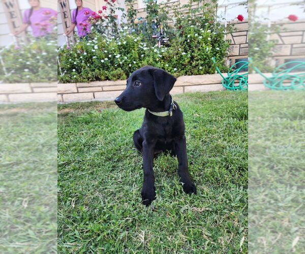 Medium Photo #2 Labrador Retriever-Unknown Mix Puppy For Sale in Dana Point, CA, USA