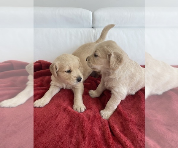 Medium Photo #3 Golden Retriever Puppy For Sale in MIAMI, FL, USA