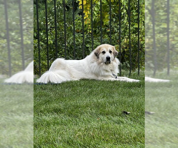 Medium Photo #1 Great Pyrenees Puppy For Sale in Croydon, NH, USA