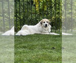 Storm- sponsored adoption fee - Female Great Pyrenees Dog for Adoption - Small photo