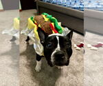 Small #9 American Staffordshire Terrier-Boston Terrier Mix