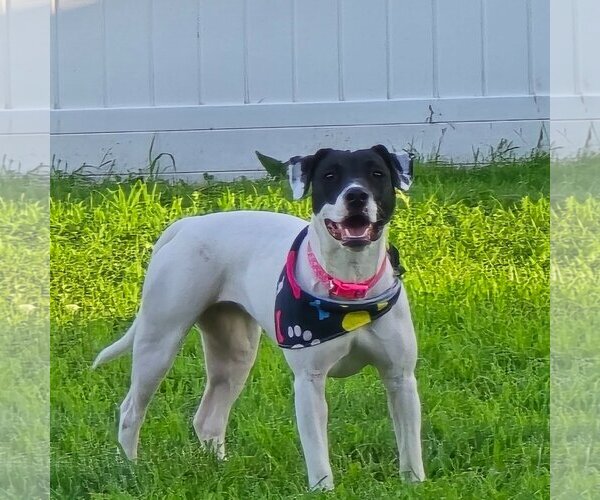Medium Photo #3 Rat Terrier-Unknown Mix Puppy For Sale in Waterloo, IA, USA