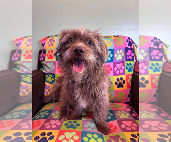 Medium Photo #4 Poodle (Miniature)-Unknown Mix Puppy For Sale in Pacolet, SC, USA