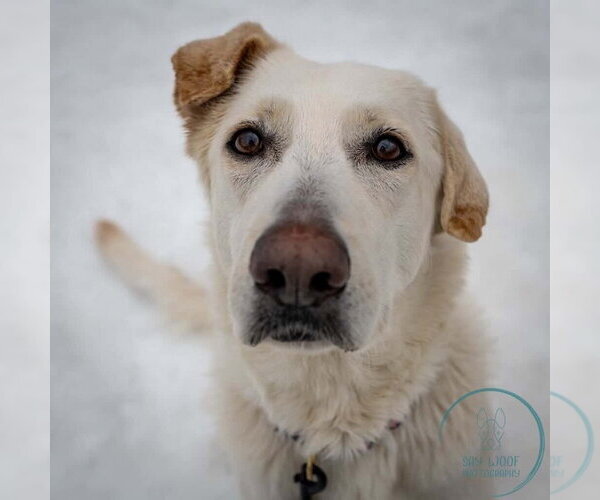 Medium Photo #21 Shepradors Puppy For Sale in Brewster, NY, USA