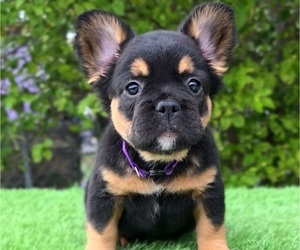 French Bulldog Puppy for sale in POMPANO BEACH, FL, USA