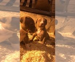 Small Photo #21 American Bully Puppy For Sale in CO SPGS, CO, USA
