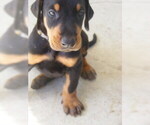 Small Photo #1 Doberman Pinscher Puppy For Sale in FRUITLAND PARK, FL, USA