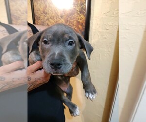 American Pit Bull Terrier-Unknown Mix Puppy for sale in WICHITA, KS, USA