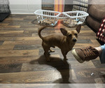 Small Photo #1 Chihuahua Puppy For Sale in LIVINGSTON, SC, USA