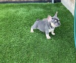 Puppy 3 French Bulldog