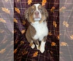 Small Photo #1 Australian Shepherd Puppy For Sale in COLORADO SPGS, CO, USA