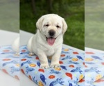 Small Photo #13 Labrador Retriever Puppy For Sale in MOUNT AIRY, MD, USA