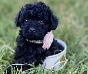 Poodle (Miniature) Puppy for sale in NEW YORK, NY, USA