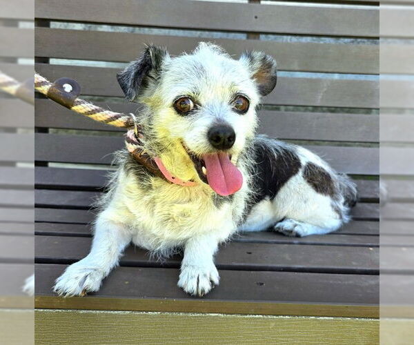 Medium Photo #1 Chihuahua-Unknown Mix Puppy For Sale in Long Beach, CA, USA