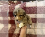 Puppy 2 Australian Shepherd