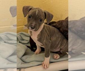 Mutt Dogs for adoption in Tulsa, OK, USA