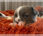 Small Photo #6 French Bulldog Puppy For Sale in TEMPLETON, CA, USA