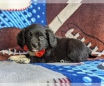 Small Photo #3 Cocker Spaniel-Unknown Mix Puppy For Sale in CHRISTIANA, PA, USA